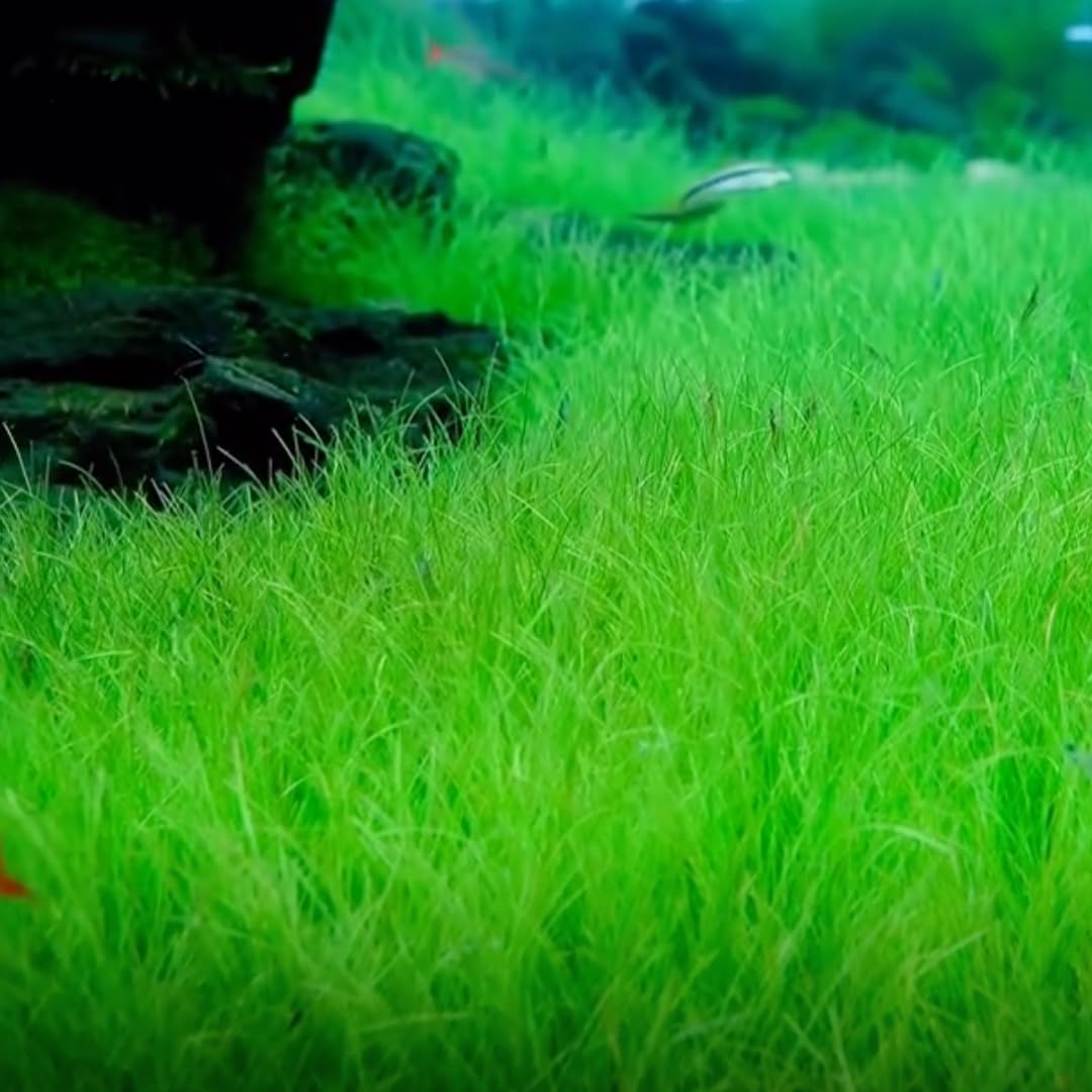 Dwarf Hairgrass Plant Live, Aquarium Pond Plant, Freshwater Aquarium Plant, 4 to 6 Inches Tall