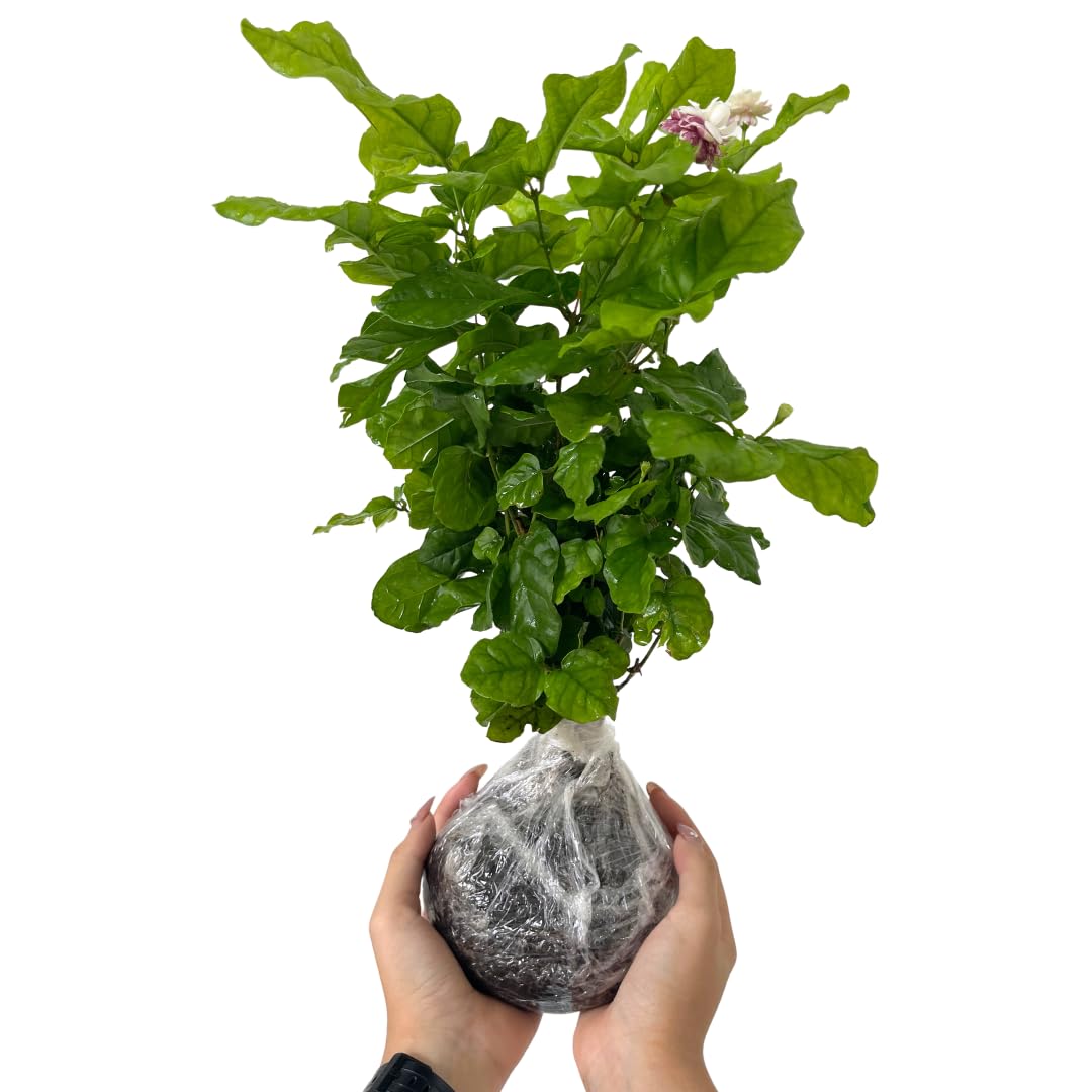 Jasmine Plants Live, Set 3 of Grand Duke of Tuscany Jasmine Live Plants, 5 Inches to 7 Inches Long, Plant for Indoors Or Outdoor Gardening