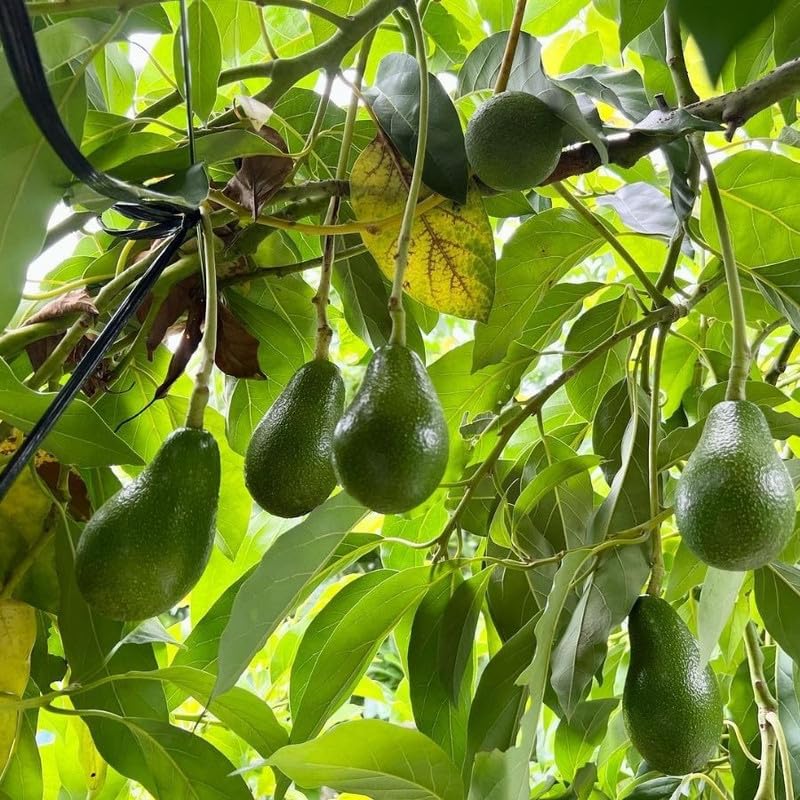 Dwarf Utuado Avocado Plants Fruit Tree 1.5-2.5 Feet Tall in 3 Gallon, Tropical Avocados Plants, Ready to Fruit