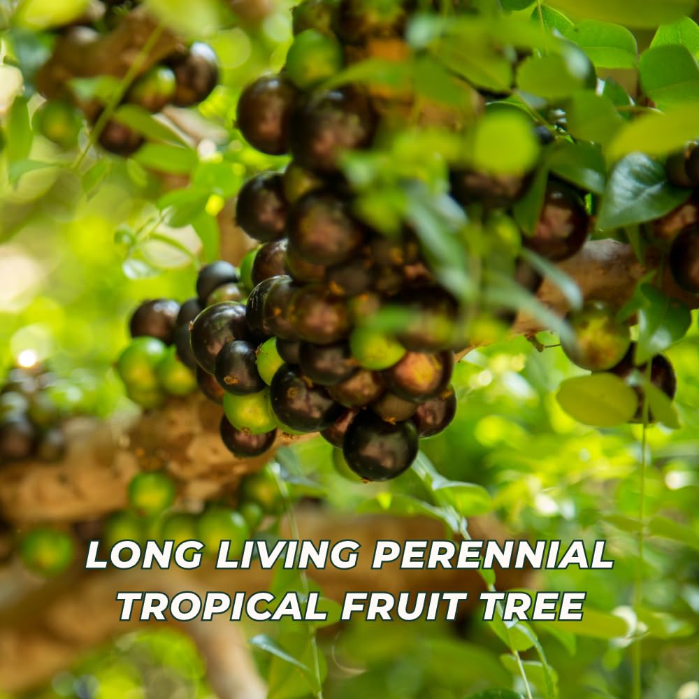 Jaboticaba Tree Live Plant, Jaboticaba Tree, Jabuticaba Fruit Tree, 2-3 Feet Tall, Black Jabuticaba Plant for Indoor Outdoor Growing