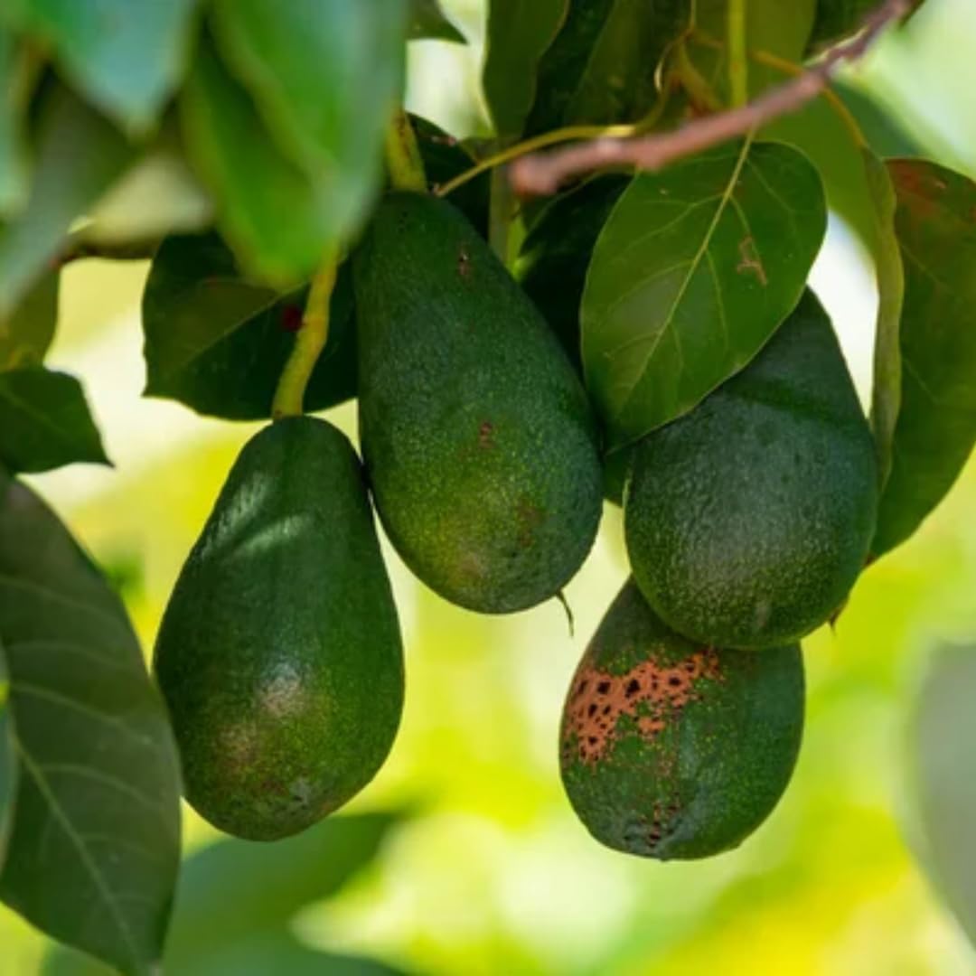 Avocado Tree Live Plant Up to 8 Months Old, 6-12 Inches Tall, Cold Hardy, Smooth and Sweet Tropical Fruit Trees for Zones 5-11