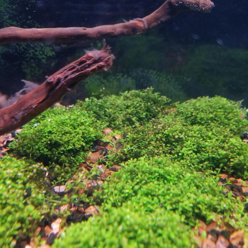 Dwarf Baby Tears Aquarium Live Plant 1 Portion, Dwarf Baby Tears Live Aquatic Plants for Freshwater Aquarium Plants
