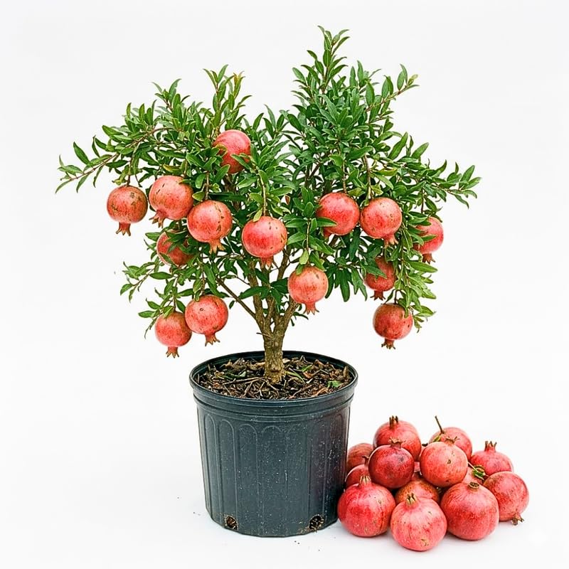Pomegranate Tree Live Plant, 2-3' Tall in 3 Gallon Pot, Pomegranate Plant Live, Cold Hardy for Planting, No Ship to CA