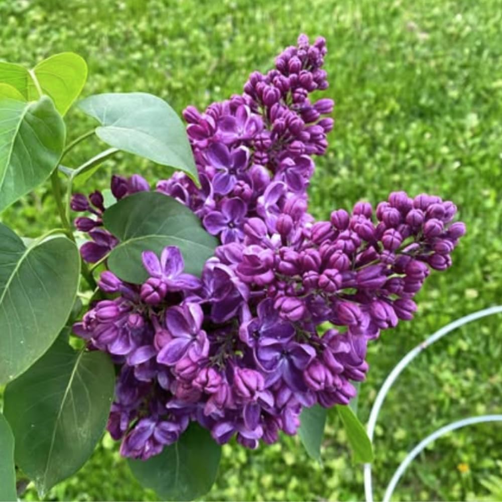 Purple Lilac Live Plant, Fragrant Lavender Lilac Shrub Bare Root, Hardy Flowering Bush for Outdoor Planting