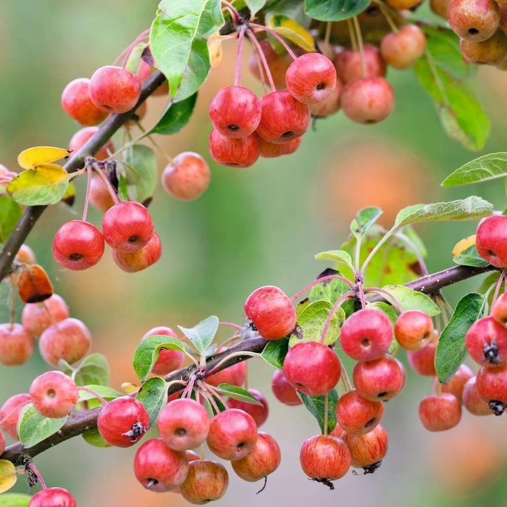 Crabapple Tree Live Plant, Flowering Seedling Tree, 5-8 Inch Tall