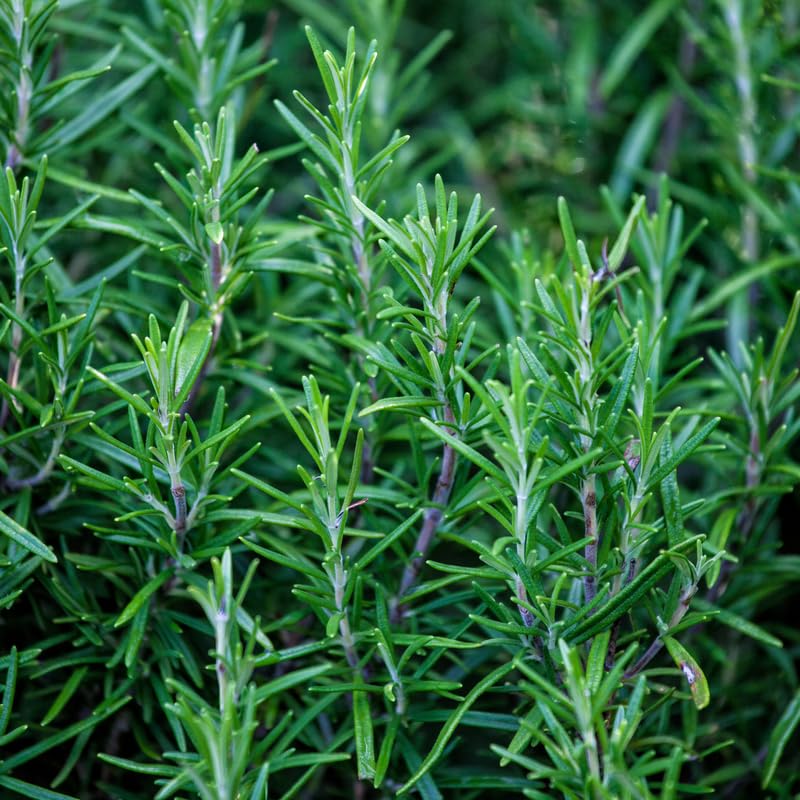 Set of 3 Blue Rosemary Plants Live, Well Rooted Rosemary Herb 4–7 Inches, Culinary and Ornamental Herb for Growing