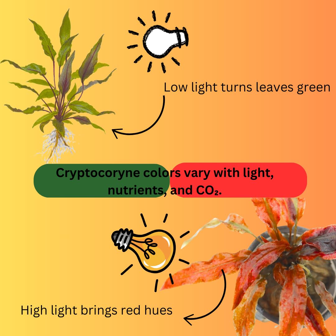 Cryptocoryne Wendtii Green Live Aquarium Pond Aquatic Plant, Live Freshwater Aquarium Plants
