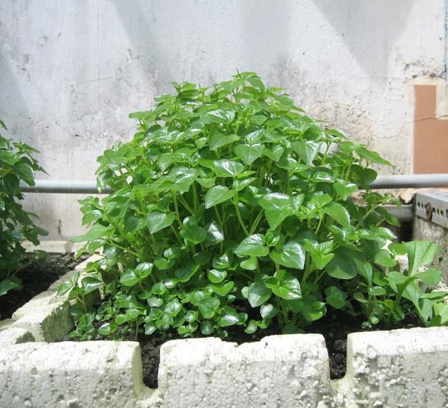 1000 Crab Claw Herb Seeds for Planting, Crab Claw Vegetable, Easy Grow