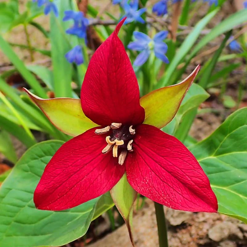 10 Red Trillium Bulbs for Planting, 3 to 5 Inches, Spring Flower Bulbs