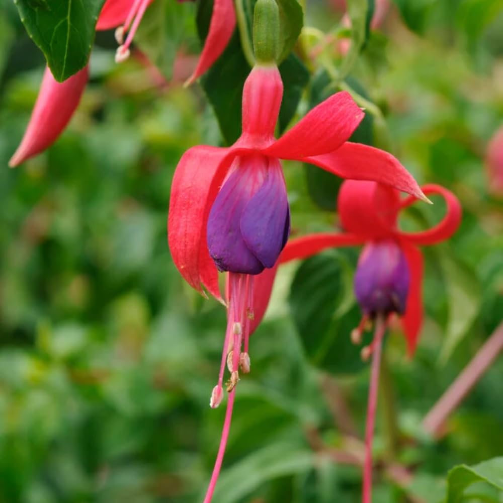 Red Purple Fuchsia Plant Live, Fuchsia Flower Plant, Indoor Outdoor Garden Planting, 2-4 Inches Tall