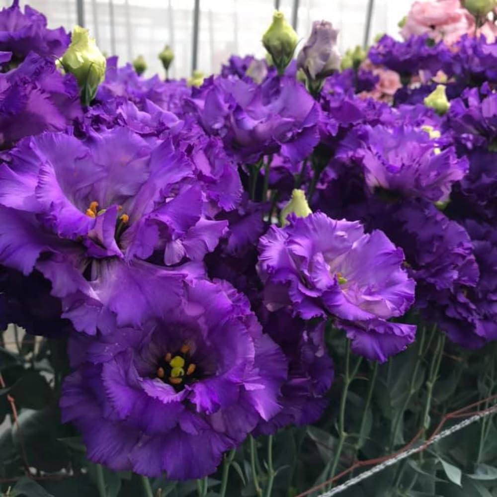 Vibrant Blue Eustoma Lisianthus Plants Live Plug Size, Well-Rooted 3-5" in Tall, Texas Bluebell, Thornless Love Rose Plant, Summer Fall Bloom