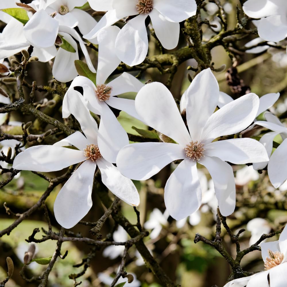 Star Magnolia Tree, 6-12 Inch Magnolia Trees Live Plants, 4 Inch Pot, Fragrant White Flowers, Dormant in Winter