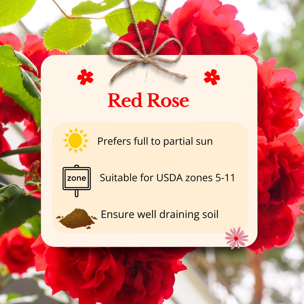 Red Rose Live Plants, Well Rooted from 2 to 3 Feet Tall, Live Rose Bushes Ready to Plant Outdoor, Compact Rose Bush for Gift and Garden
