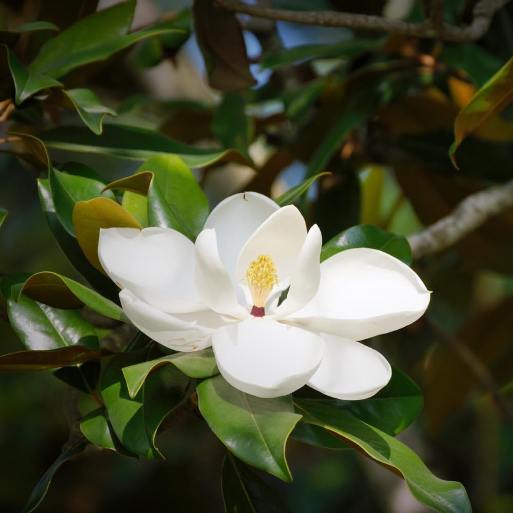Sweetbay Magnolia Plant Live, Magnolia Trees Live Plants, White Flowering Tree, 2-3 Feet Tall in 3 Gallon Pot for Outdoor Growing, No Ship to CA