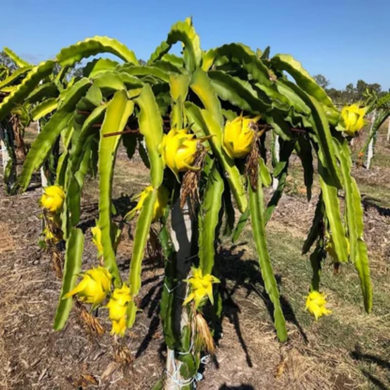 Set of 3 Yellow Dragon Fruit Plants Live, 4-7 Inches Tall, Tropical Dragonfruit Cactus Tree for Outdoor Spring Growing