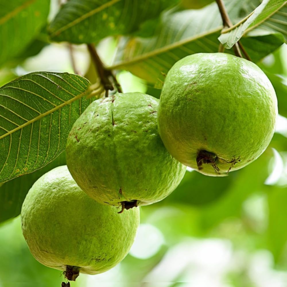 Pink Guava Plant Live, Hardy Tropical Guava Plant 3-4 Feet, Guava Fruit Tree Well Rooted in 3 Gallon Pot, No Ship to CA