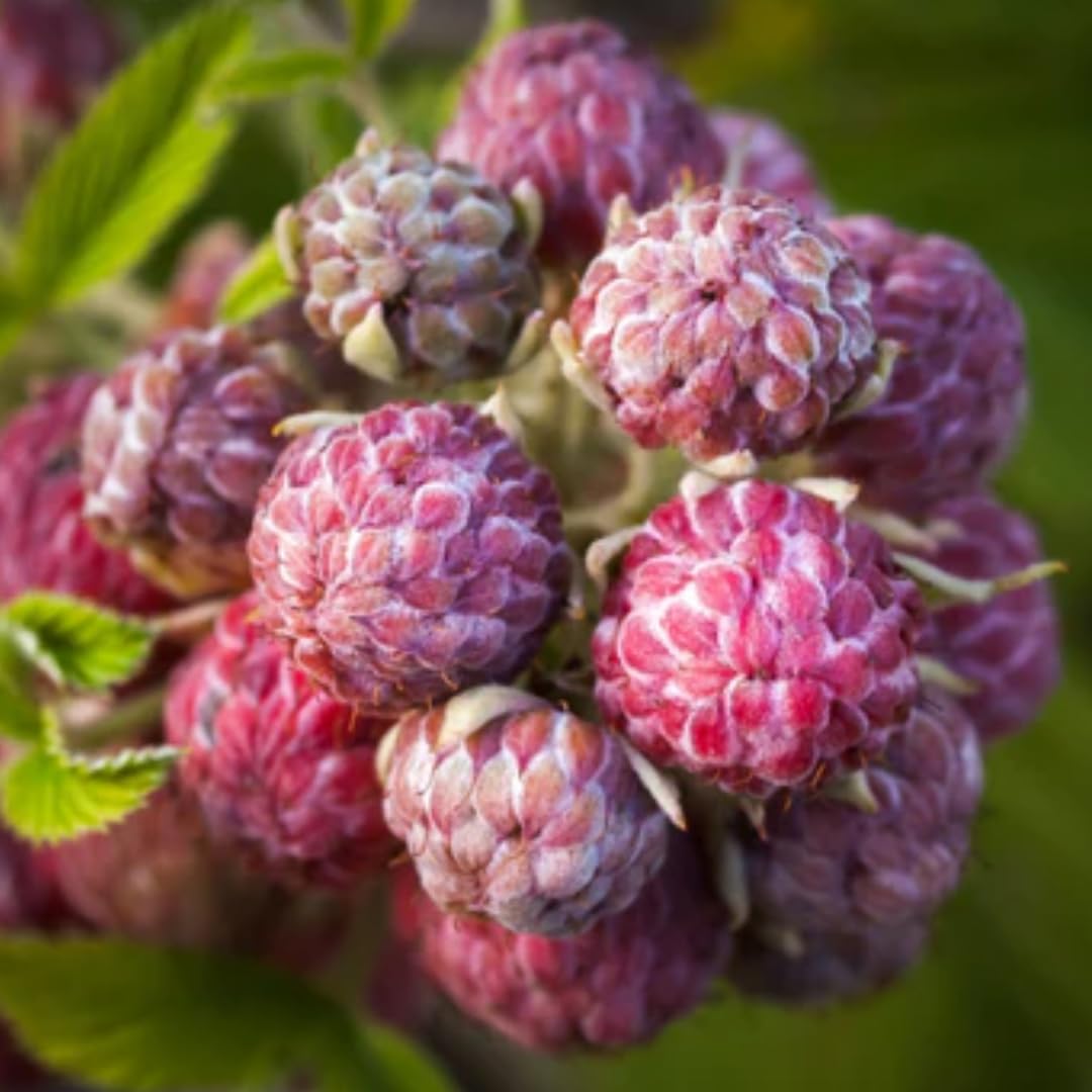 2 Raspberry Plants Live, Glencoe Raspberry Bush for Planting, 4-7" in Tall, Spring Raspberries Cold Hardy