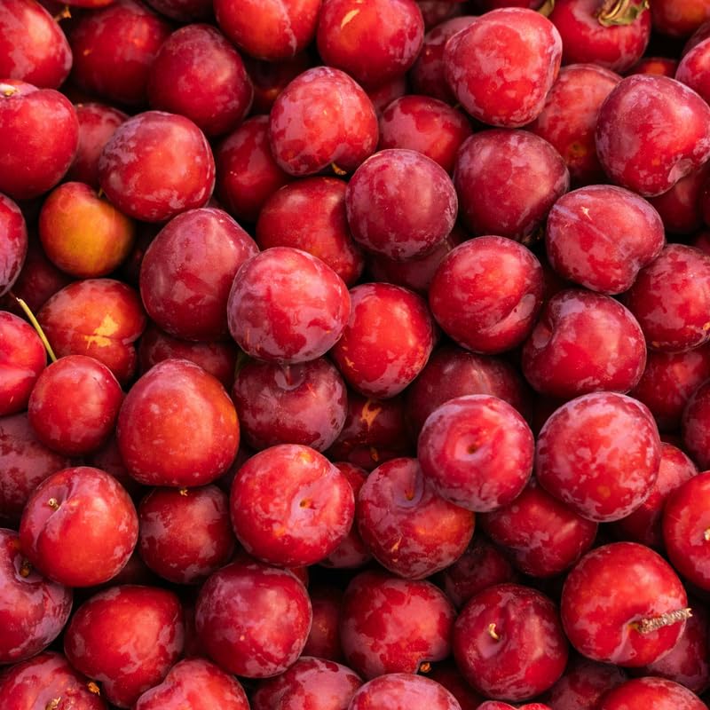 2-3 Years Old Plum Tree Live Plant, Well Rooted Red Plum Seedlings, Containers or Garden Beds Growing, 2-3 Feet Tall (Cherry Plum)