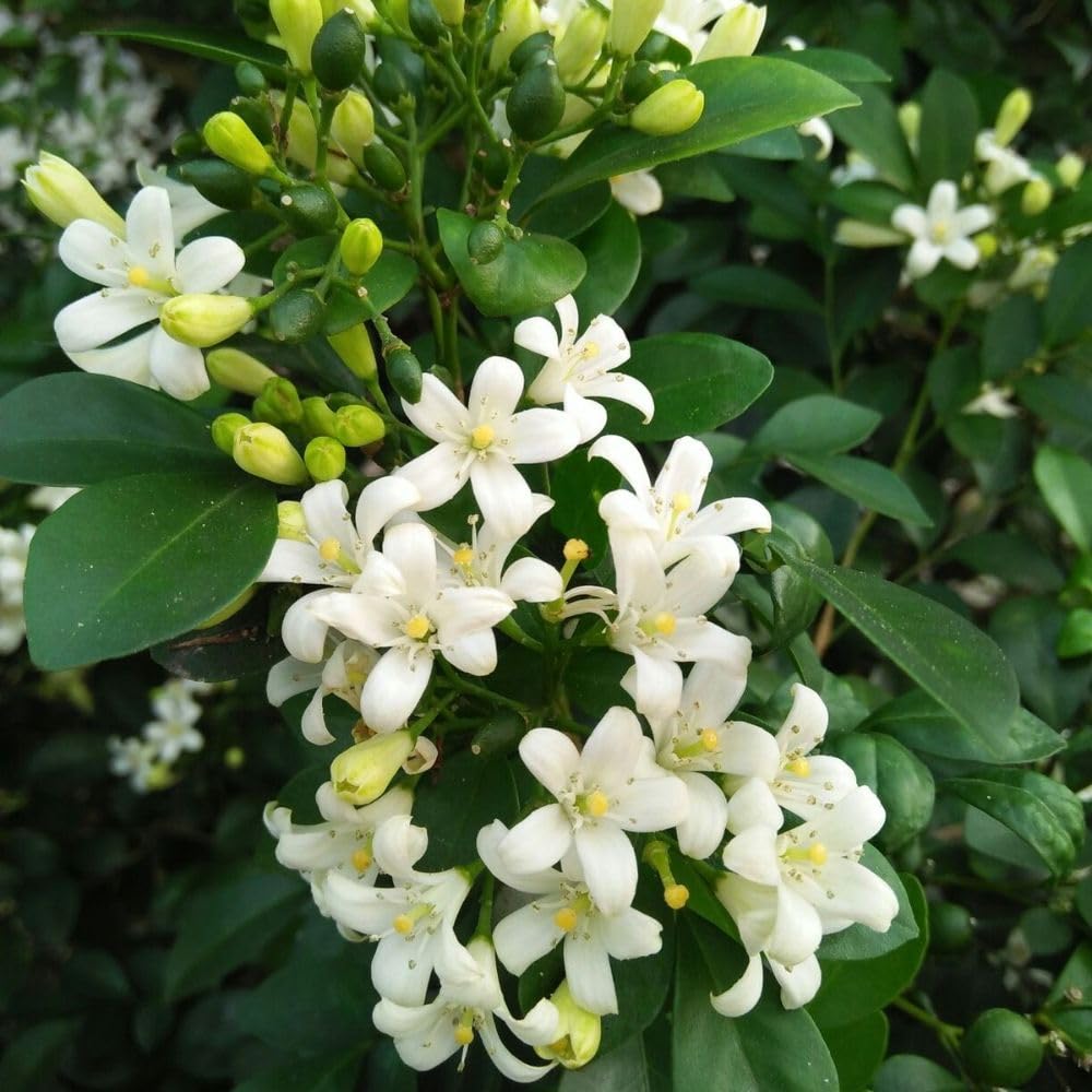 Orange Jasmine Tree Live Plant 2 to 3ft Tall, 3 Gallon Pot, Fragant Arabian Jasmine Plant for Garden, No Ship to CA