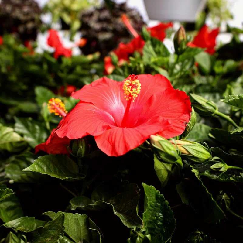 Set 4 Red Hibiscus Plants Live, Tropical Flowering Shrub, 4-8" Tall, Cold Hardy Hibiscus Bush