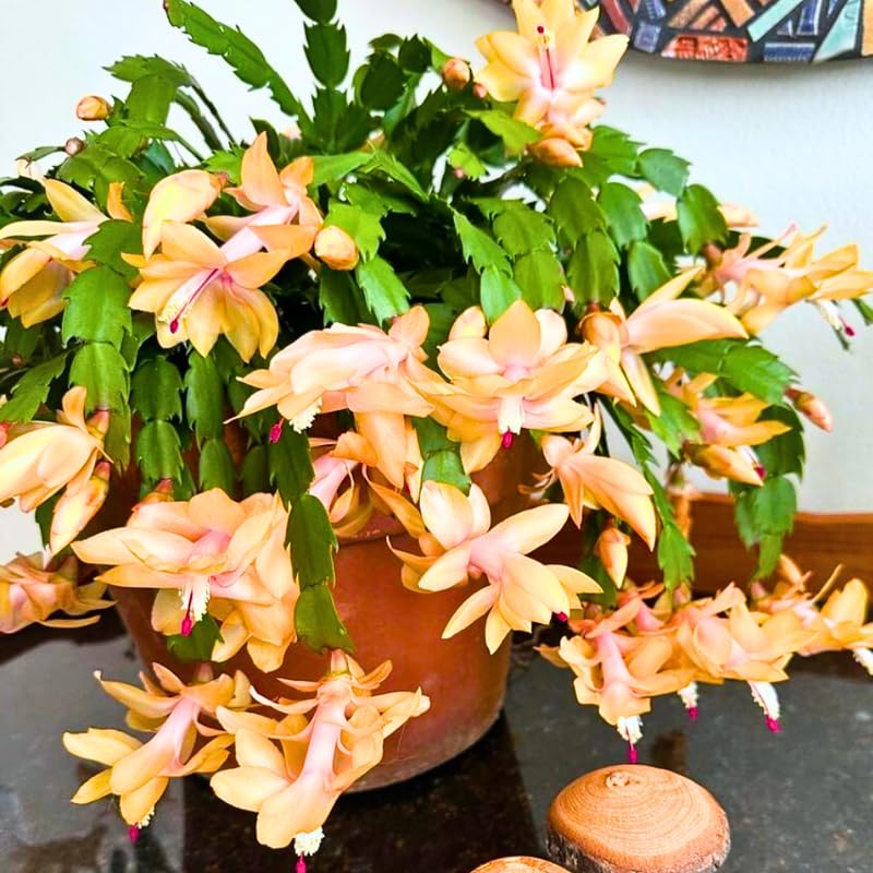2 Christmas Cactus Plants Live, Holiday Blooming Indoor Plants Live Houseplants, Hanging Baskets Easy Care, Well-Rooted 5-8" Tall, No Pot, Bareroots, Single Stems (Yellow Christmas Cactus)