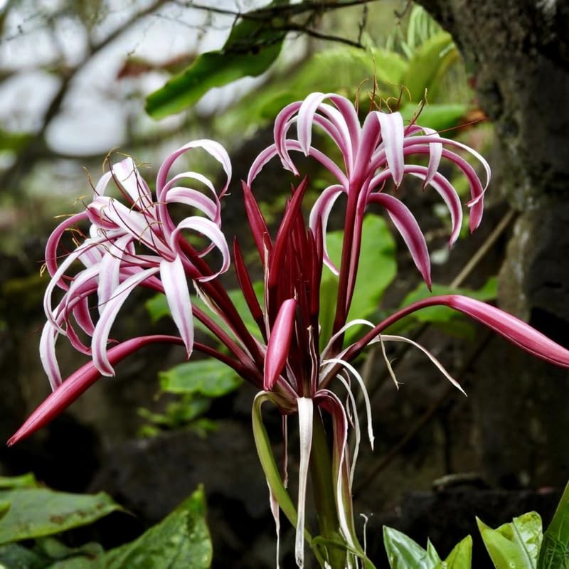 Pink Queen Lily Plant Live, Tropical Flowering Plant, Vibrant Lilies Flowers 2-2.5 Feet Tall, Outdoor Garden Growing