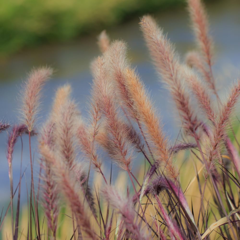 2 Fountain Grass Plants, Purple Fountain Grasses for Planting Perennial, 5 to 10 Inches Tall Ornamental Grass Plant Garden Indoor Outdoor