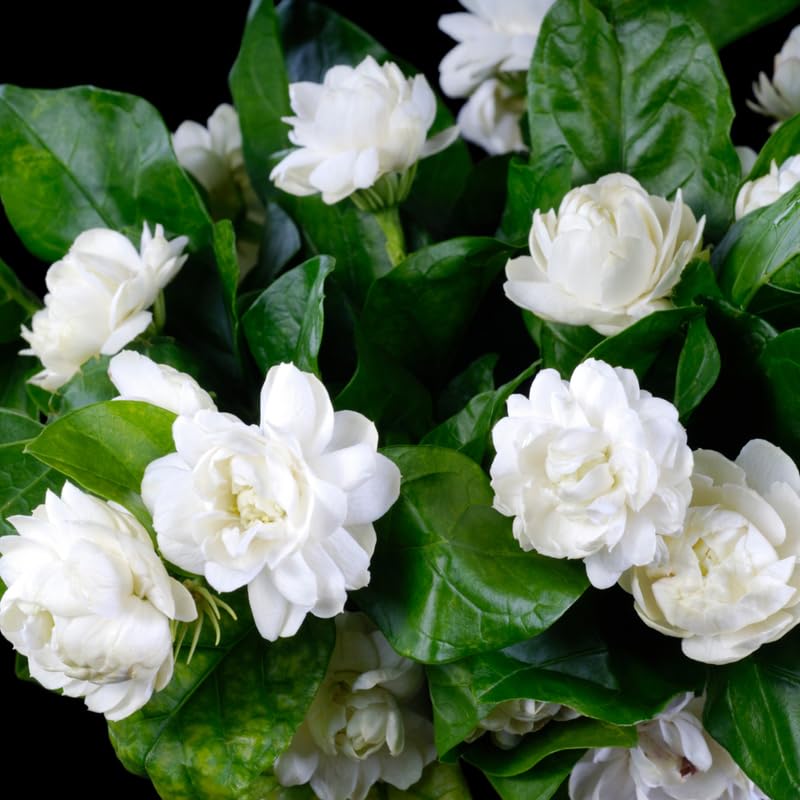 Duke Jasmine Plant Live, White Blooming Vine, 2-3 Feet Tall in 3 Gallon Pot for Indoor or Outdoor Planting, No Ship to CA