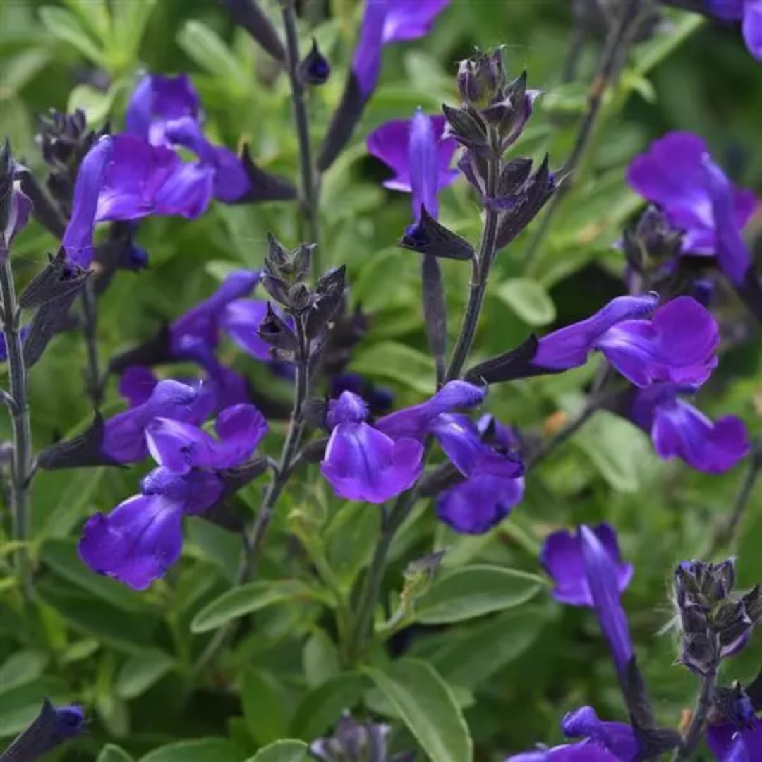 Sets 4 Black Blue Salvia Sage Plants Live for Spring Planting, Size 4-6" in Tall, Fast-Growing and Quick Flower, Perennial Fragrant Shrubs Bush
