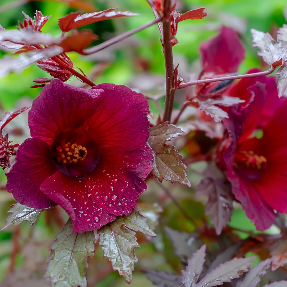 3 Cranberry Hibiscus Plants, Red Hardy Hibiscus Live Plants Well Rooted Plant 4-7 Inch Tall, Outdoor and Container Growing