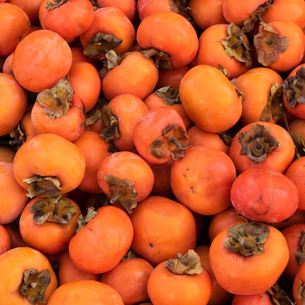 Set 2 Persimmon Tree Seedlings, Persimmon Fruit Bare Roots for Planting Outdoor, 6-12 Inches Tall