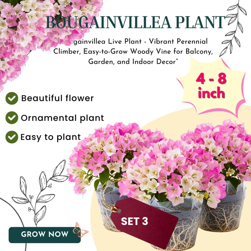 3 White Pink Bougainvillea Plants Live, 4-8” Tall Flowering Bougainvillea Vines, Tropical Climbing Plants for Garden or Containers, No Pot
