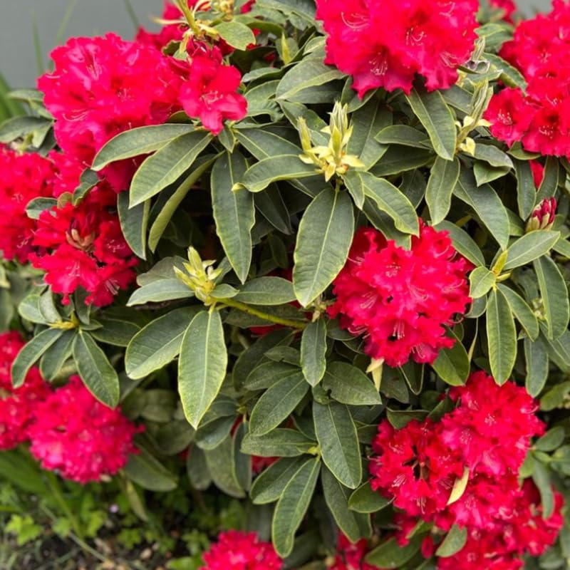 Bright Red Rhododendron Live Plant Shrubs for Outdoor Planting, Azalea Bushes Ready to Plant, Fragrant Rhododendron Plant Live