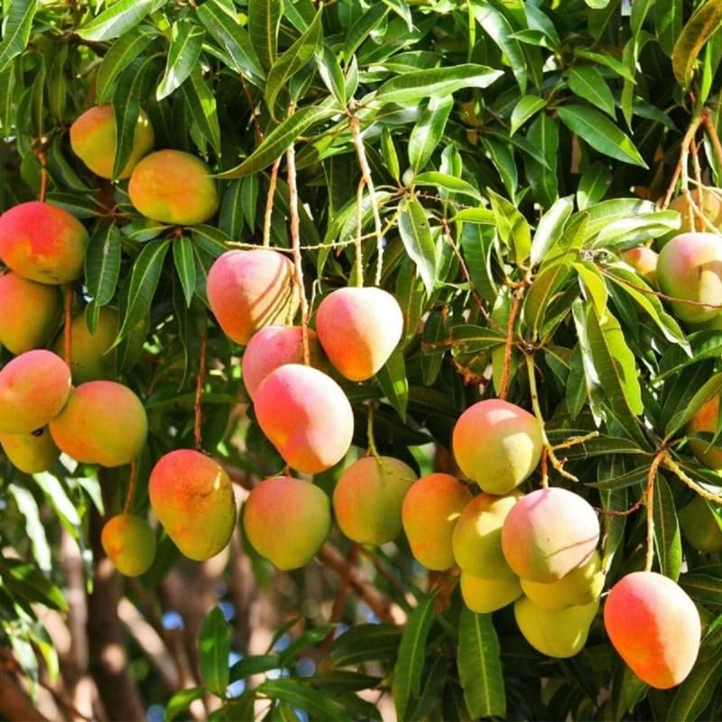 Very Sweet Mango Tree Live Plant, Fully Rooted in 3 Gallon Pot, Tropical Mango Fruit Tree for Indoor or Outdoor Growing