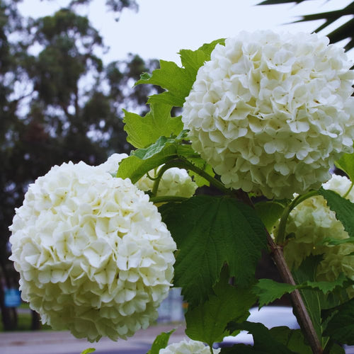 2 Snowball Bush Plant Tree Bare Roots, Snowball Viburnum Bush Live Plant Bare Root, 6 to 12 Inc Tall
