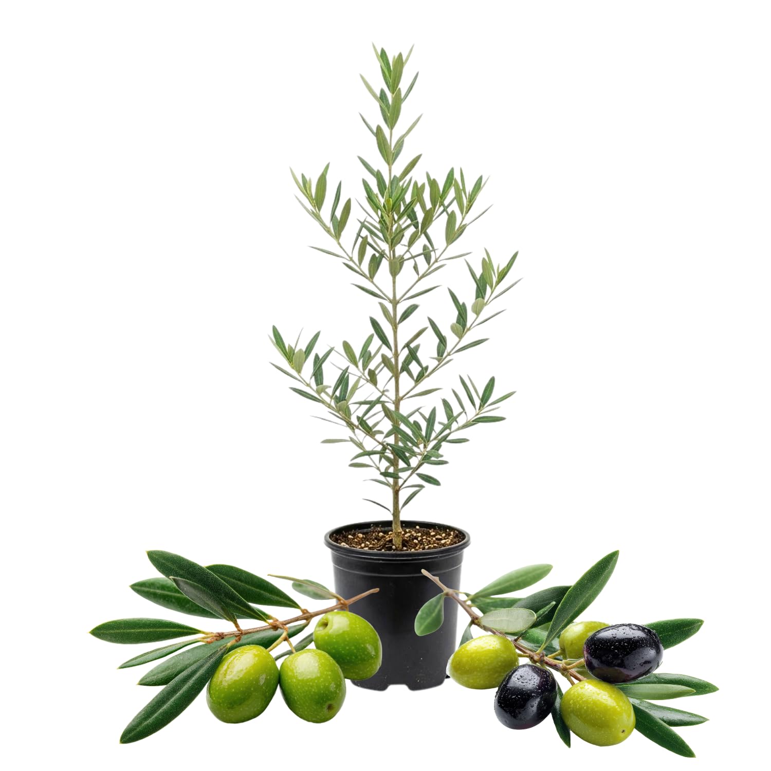Olive Tree Live Plant in Gallon Pot, Olive Tree 2-3 Feet Tall, Outdoor Fruit Tree for Garden or Container Growing, no CA
