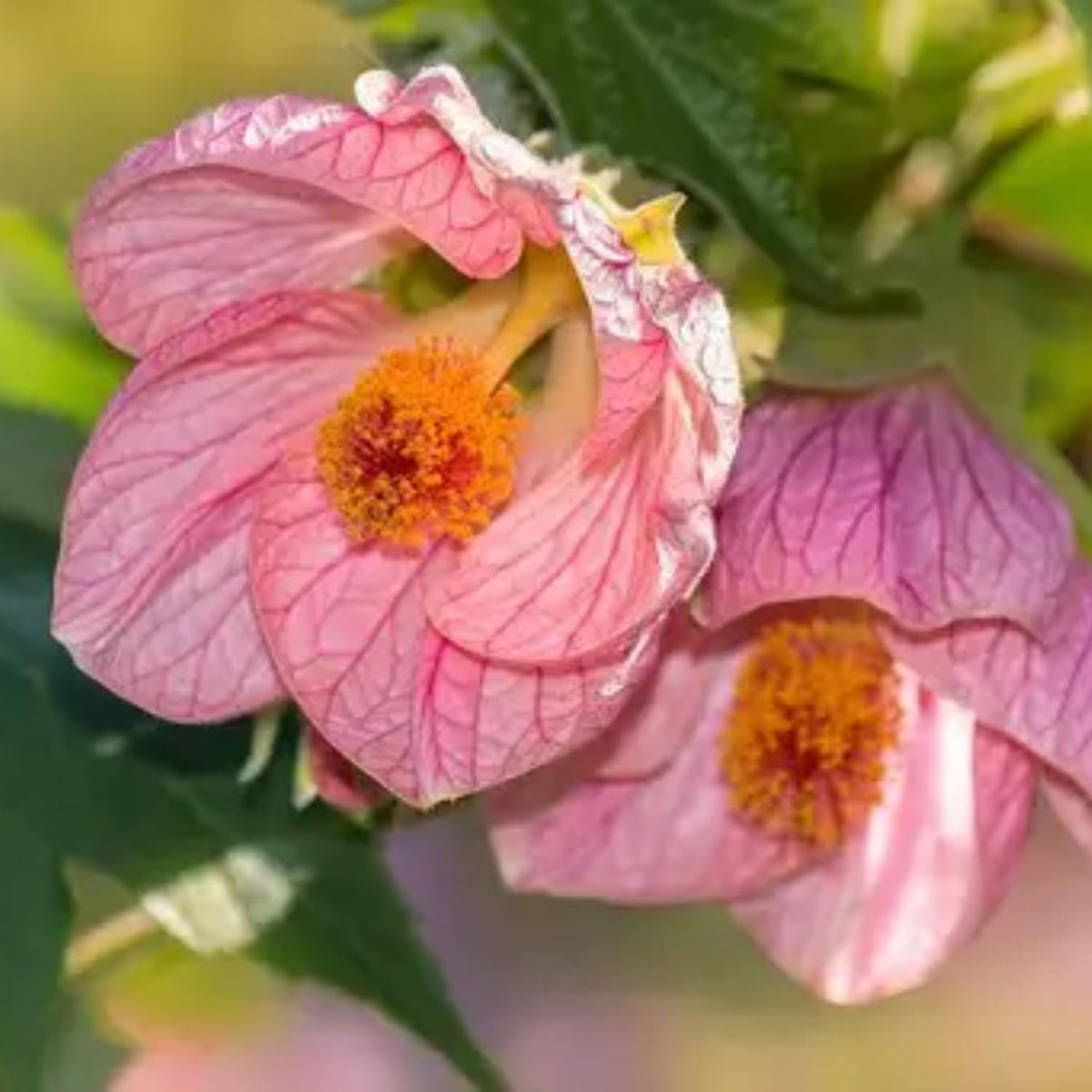 Set 2 Abutilon Plants Live, Trailing Abutilon Vine Hanging Lantern Flowers, 5-9 Inch Tall Indoor Outdoor (Pink Abutilon)