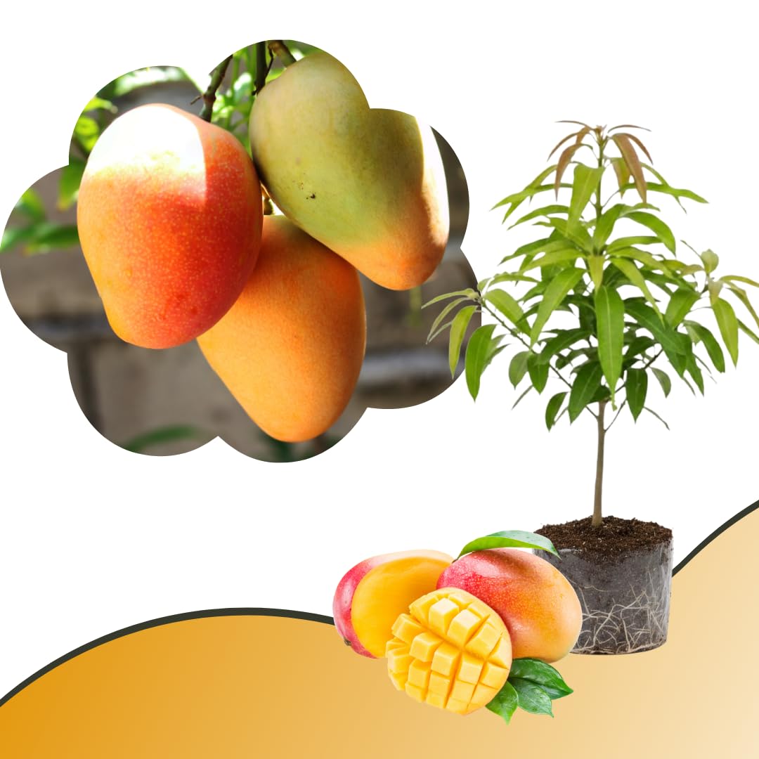 Mango Tree Live Plant, Sweet Mango Plant, Tropical Fruit Tree in 3 Gallon Pot for Outdoor Planting (Yellow Mango)