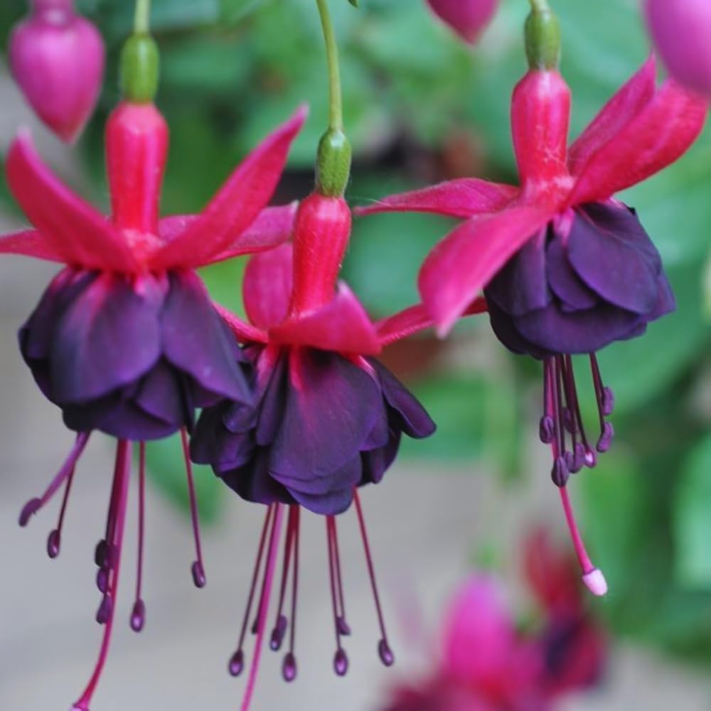 3 Fuchsia Plants Live, 3 to 6 Inc Tall, Red Black Fuchsia Flower Plants for Your Garden