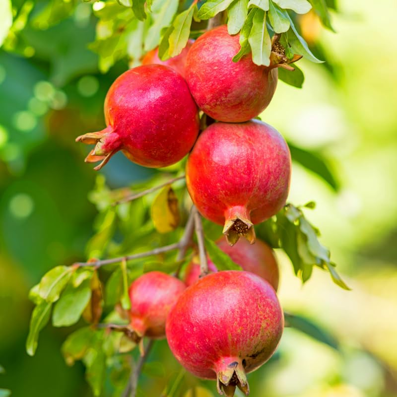 Pomegranate Tree Live Plant, 2-3' Tall in 3 Gallon Pot, Pomegranate Plant Live, Cold Hardy for Planting, No Ship to CA