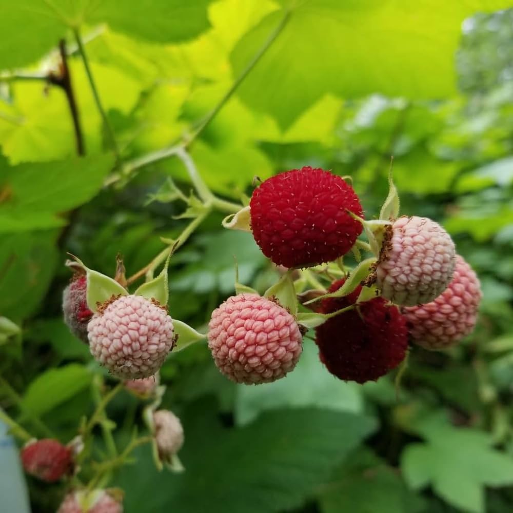 Red Thimbleberry Plant Live, Sweet Edible Berry Plant, 4-8 Inch Tall