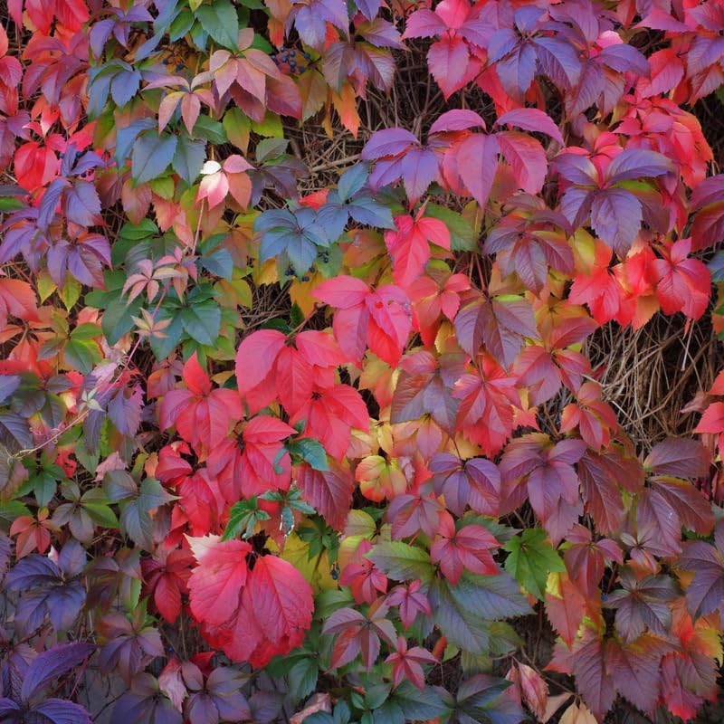 2 Red Ivy Virginia Creeper Live Plants, Climbing Vine, Starter Plant