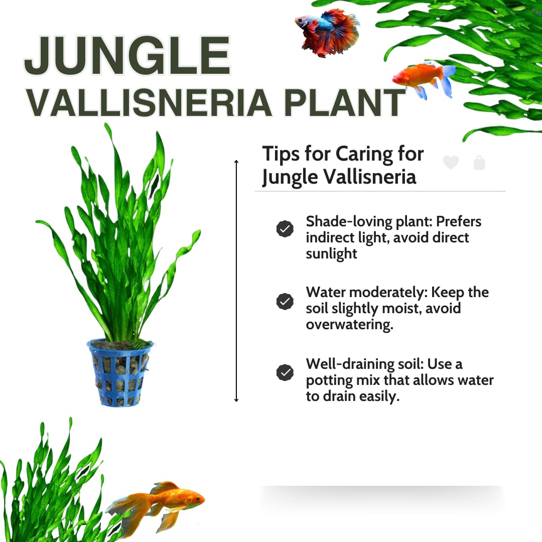 12 Stems of Jungle Vals Plants, Jungle Vallisneria Aquarium Plants Live, Aquatic Plants Live, Live Aquarium Plants, 12 Plants