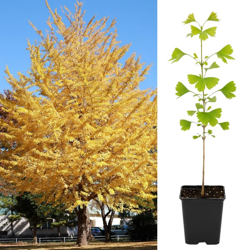 Ginkgo Tree Live in Quart Pot, 6 to 12 Inch Tall, Perennial Ginkgo Tree Live Plant Potted, Colorful Leaves, Dormant in Winter