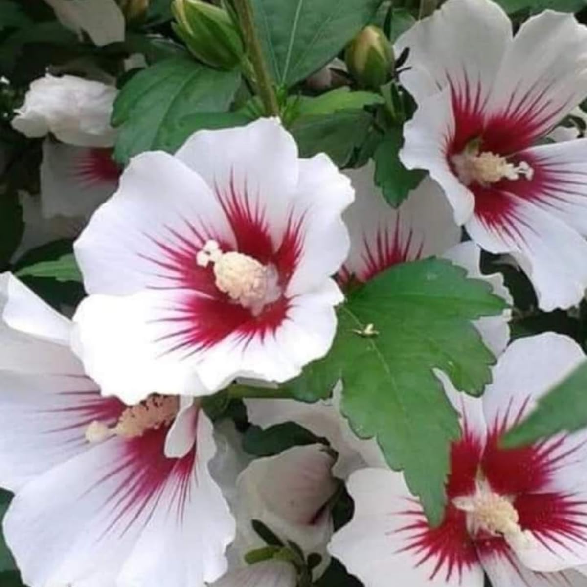 White Rose of Sharon Live Plant, 6-12" Tall Althea Hibiscus Plants in Quart Pot, Perennial Hardy Hibiscus Plant Bush for Outdoors Garden, Dormant in Winter
