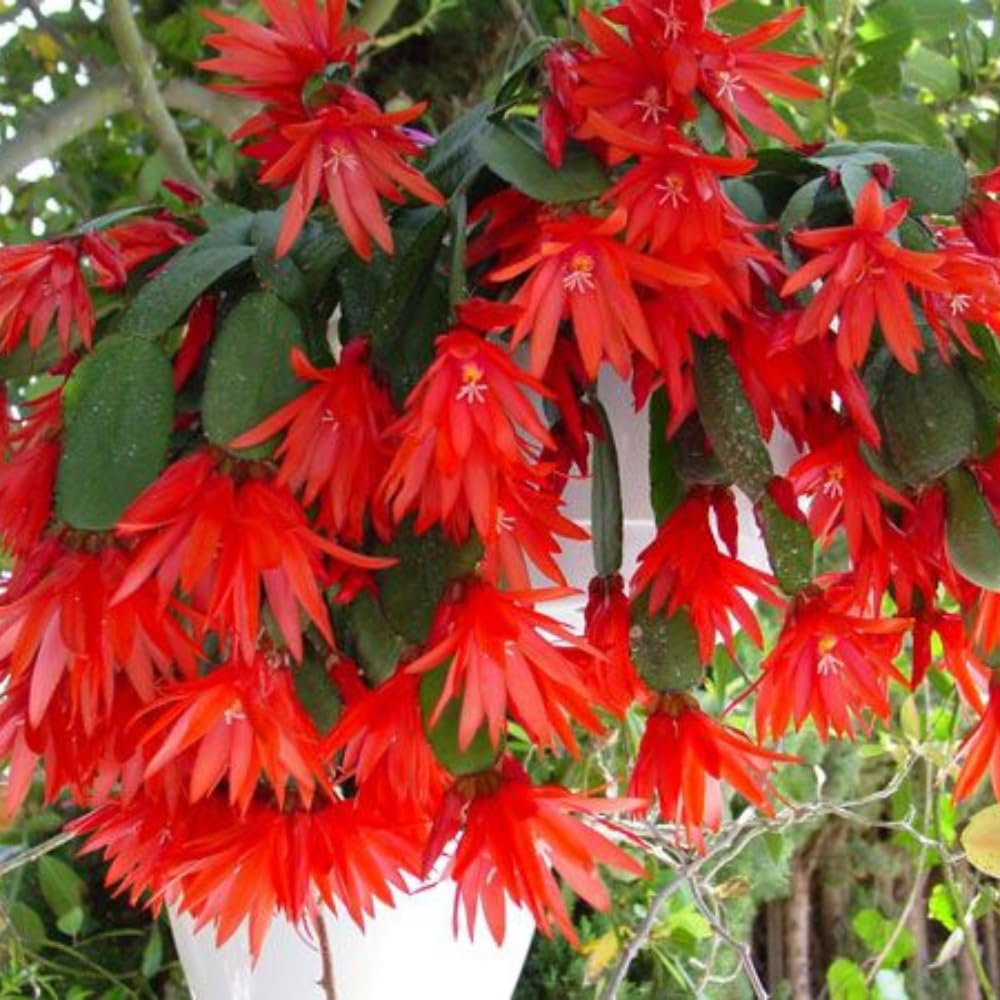 Red Easter Cactus Live Plants, Spring Cactus 4-6 Inch, Houseplant Indoor Planting