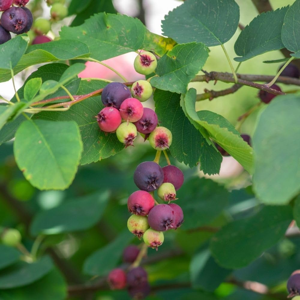 Serviceberry Plant, 4-8" Tall Serviceberry Tree Plant for Outdoor Garden