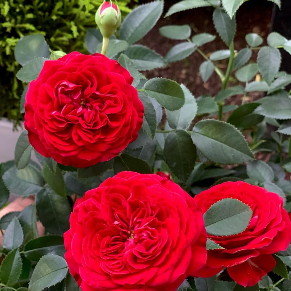 Red Rose Plant Live in 3 Gallon Pot, Compact Hardy Rose Shrub with Colorful Blooms for Patio, Container and Outdoor Planting