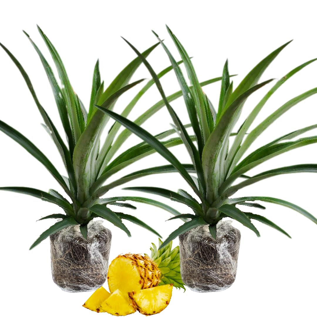 2 Elite Gold Pineapple Plants Live, 5-9 Inc Tall, Pineapple Fruit Trees Live Plants, Pineapple Seedlings