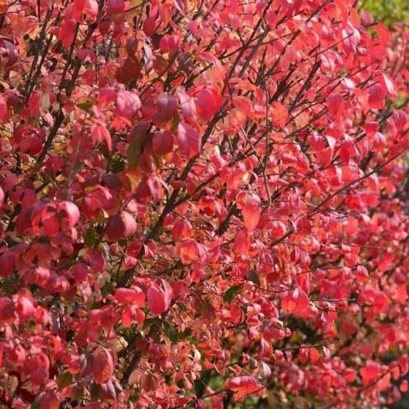 Live Dwarf Burning Bush Plant, Red Burning Bush Shrub, Dormant, 2.5 Inch Pot, Well-Rooted for Growing